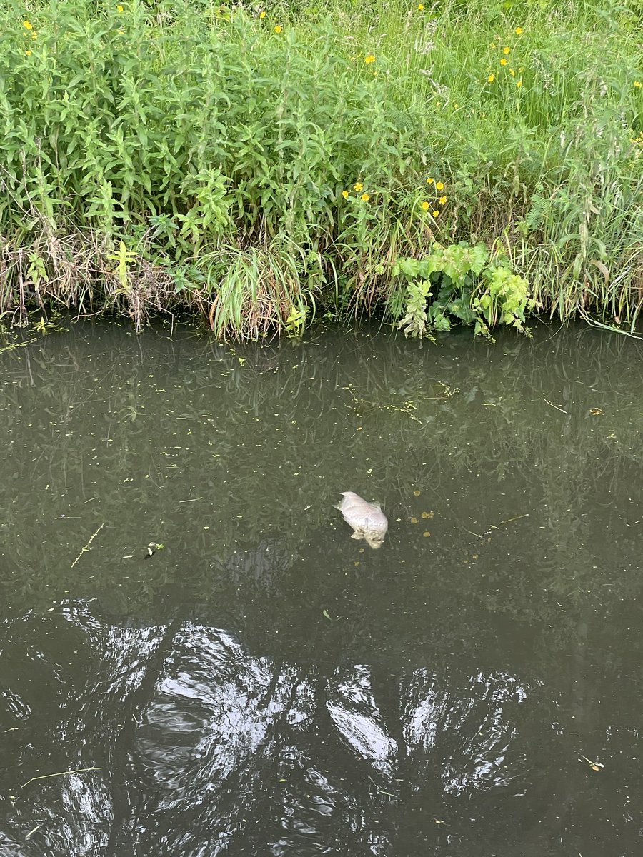 There are a lot of dead fish on the Tame Valley canal today at it's junction with the Walsall canal in the West Midlands.