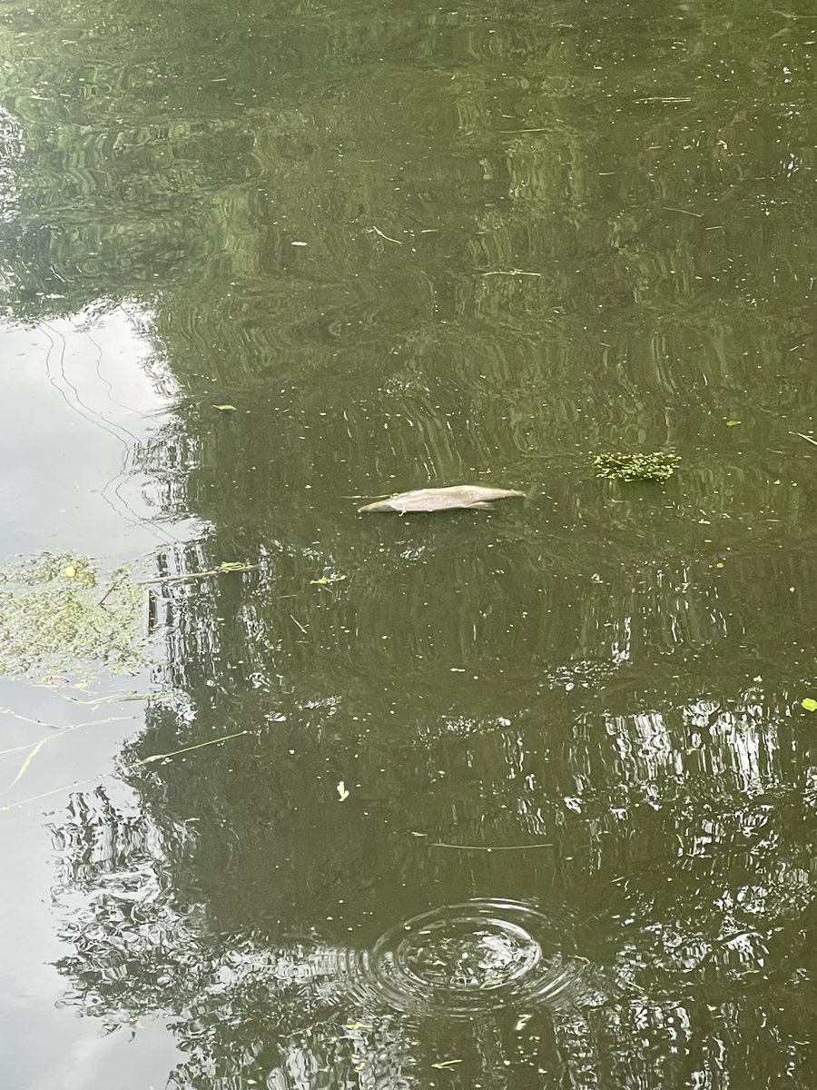 John Buckley QFSM MSc tweet media