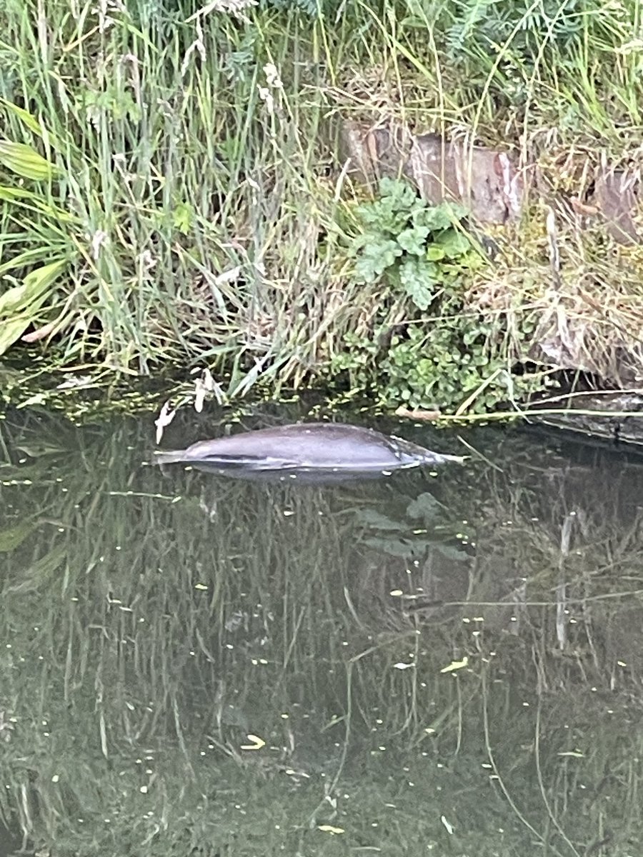 John Buckley QFSM MSc tweet media