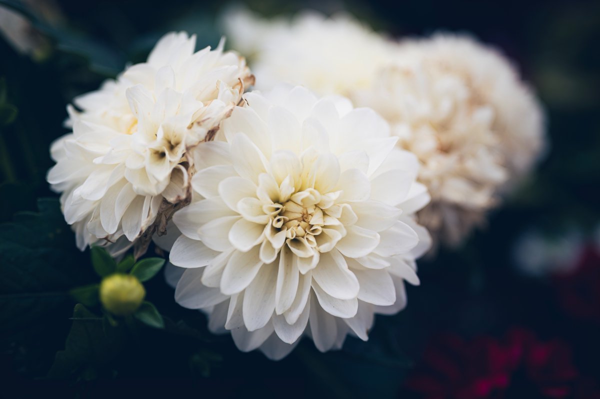 PrestonPhotog's tweet image. Got some flower pictures yesterday while on a walk with my family.
馃摲Nikon Z6 | Nikkor 50mm #nikoncreators
