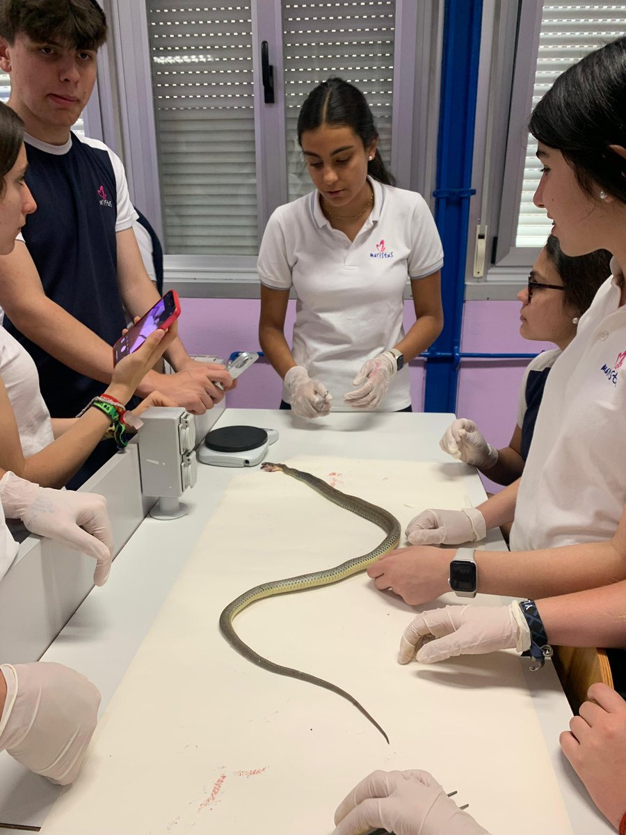 Práctica de disección en biología de 4 de la ESO. #MaristasCuentaConmigo