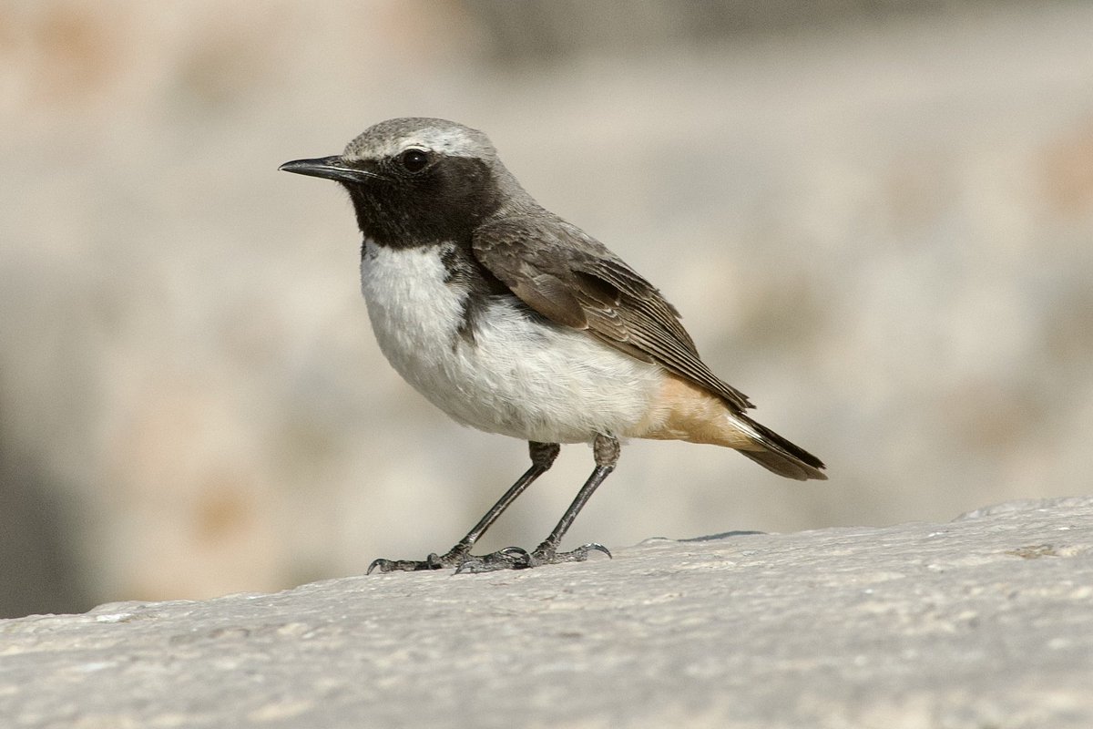 WhitleyBirder's tweet image. Our final day in Turkey is sadly at an end, and a fitting way to finish the trip by getting mega views of Kurdish Wheatear at Nemrut Dagi. A totally fantastic week of birding and company, finishing up on 35 lifers! Lots of photos to follow I’m sure…