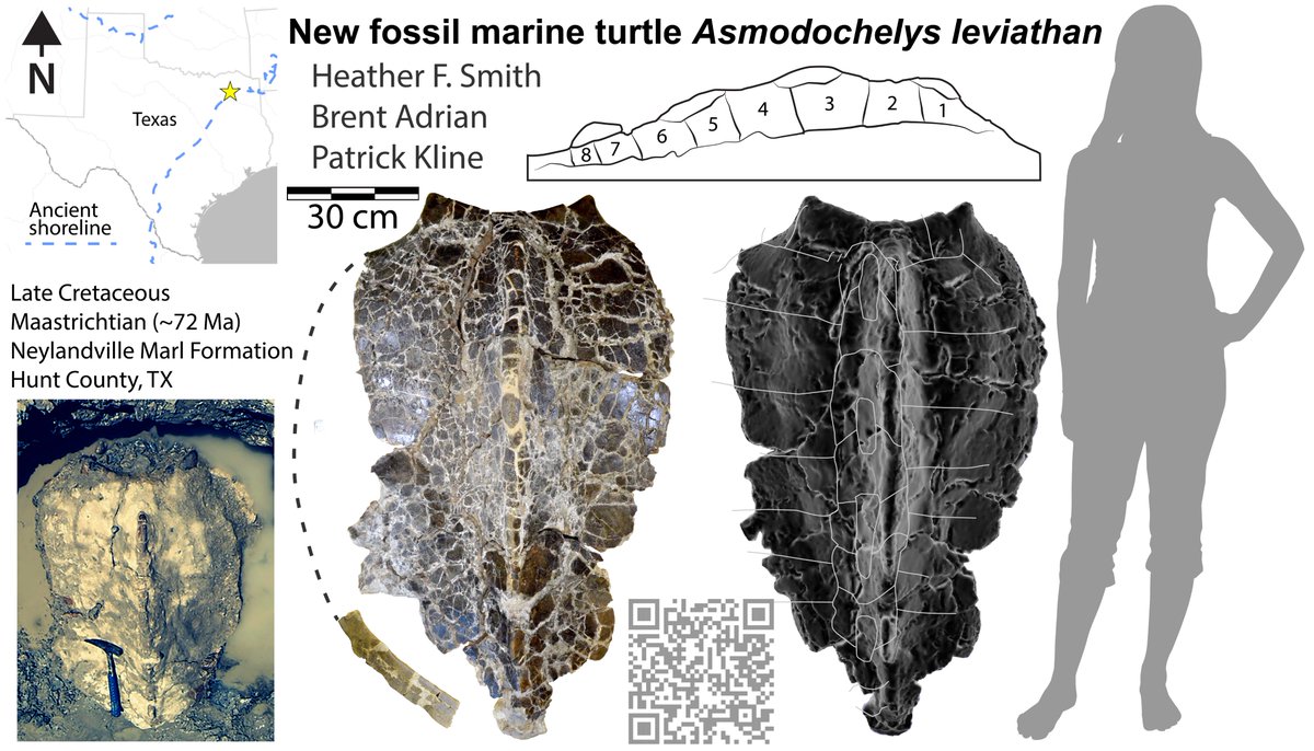 heatherfsmith's tweet image. Thanks to ASU for featuring our recent description of the new Maastrichtian marine turtle Asmodochelys leviathan! news.asu.edu/20250610-scien…
