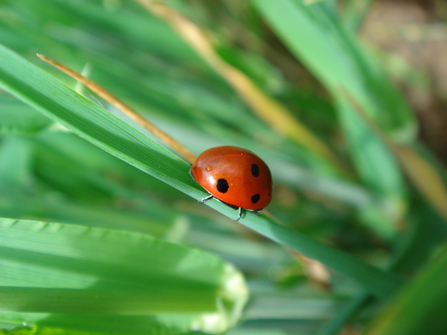 Vida Rural (@vrural) on Twitter photo 🌏 🐞 🌱Desde la salud vegetal a la salud planetaria
Por Jaume Almacellas Gort
Servicio de Sanidad Vegetal de la <a href="/gencat/">Generalitat de Catalunya</a>
Toda la información aquí 👇
agronegocios.es/vida-rural/ext…
#Sanidad #Agricultura #Bioestimulantes 🌏 🐞 🌱Desde la salud vegetal a la salud planetaria
Por Jaume Almacellas Gort
Servicio de Sanidad Vegetal de la <a href="/gencat/">Generalitat de Catalunya</a>
Toda la información aquí 👇
agronegocios.es/vida-rural/ext…
#Sanidad #Agricultura #Bioestimulantes