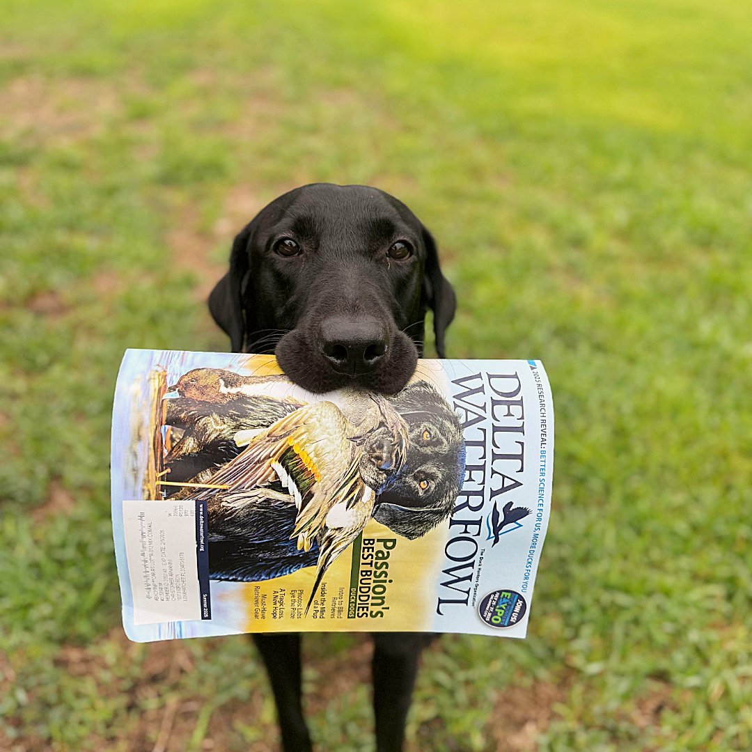 Ripp’s got the goods. The summer issue of The Delta Waterfowl magazine has hit mailboxes! What’s been your favorite read so far?

📸: @fullsendk9training