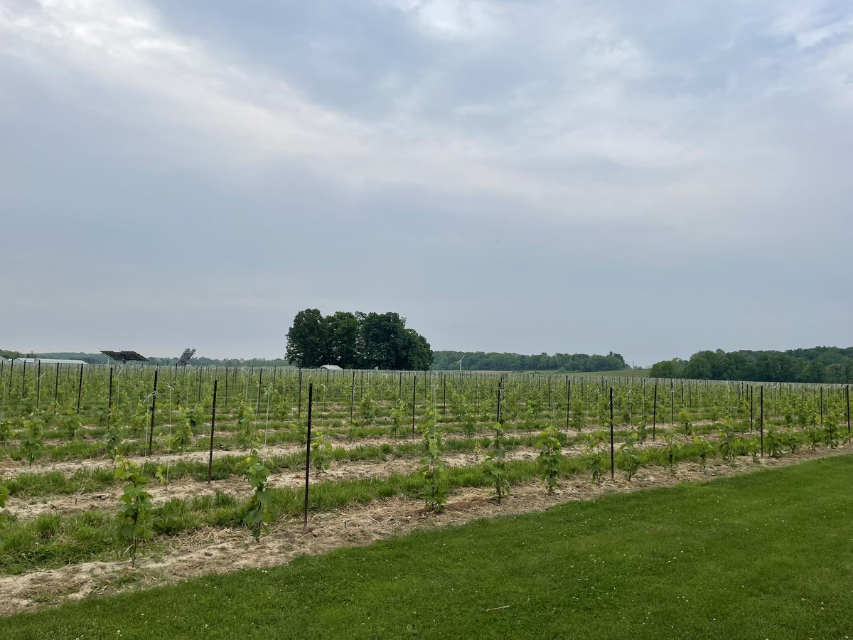 Joe Maurice tweet media