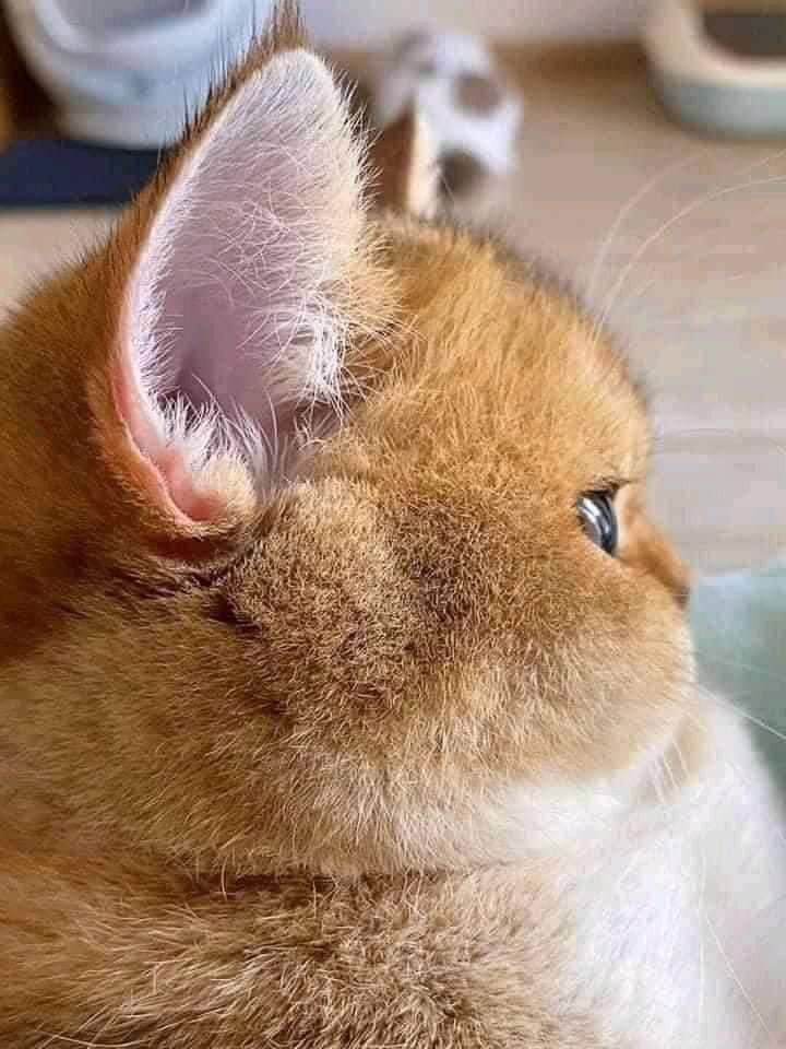 TheCatsX's tweet photo. Chubby cheeks https://t.co/dpYCiVdEAo