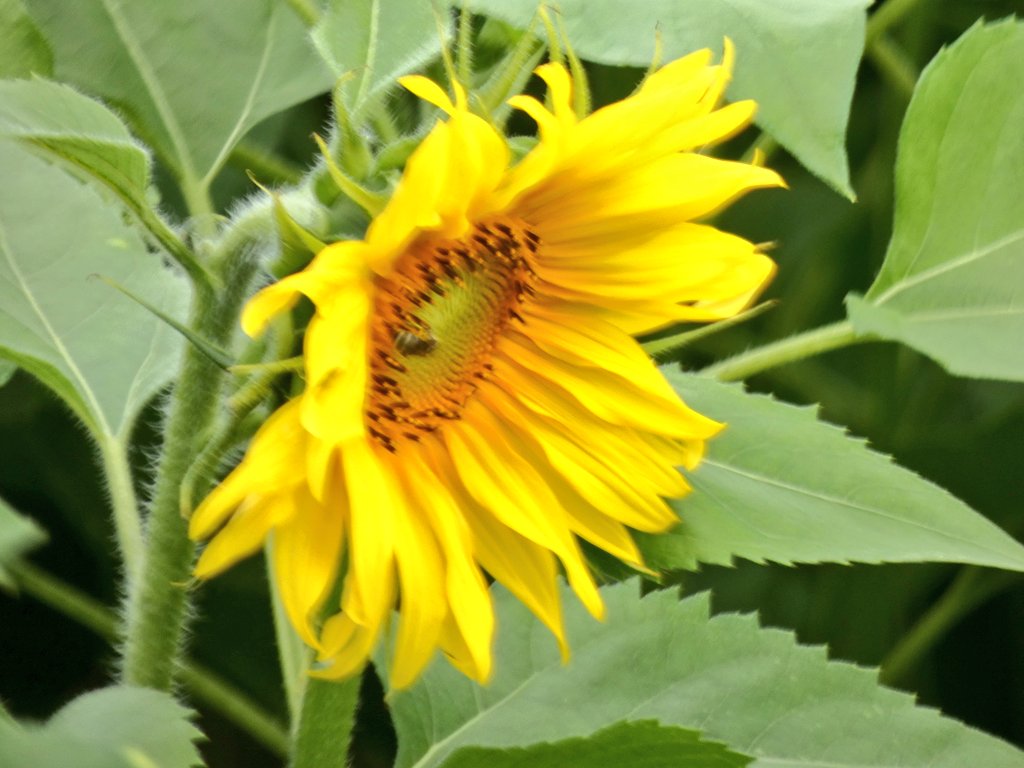 すてっぱー工場長🌻 tweet media