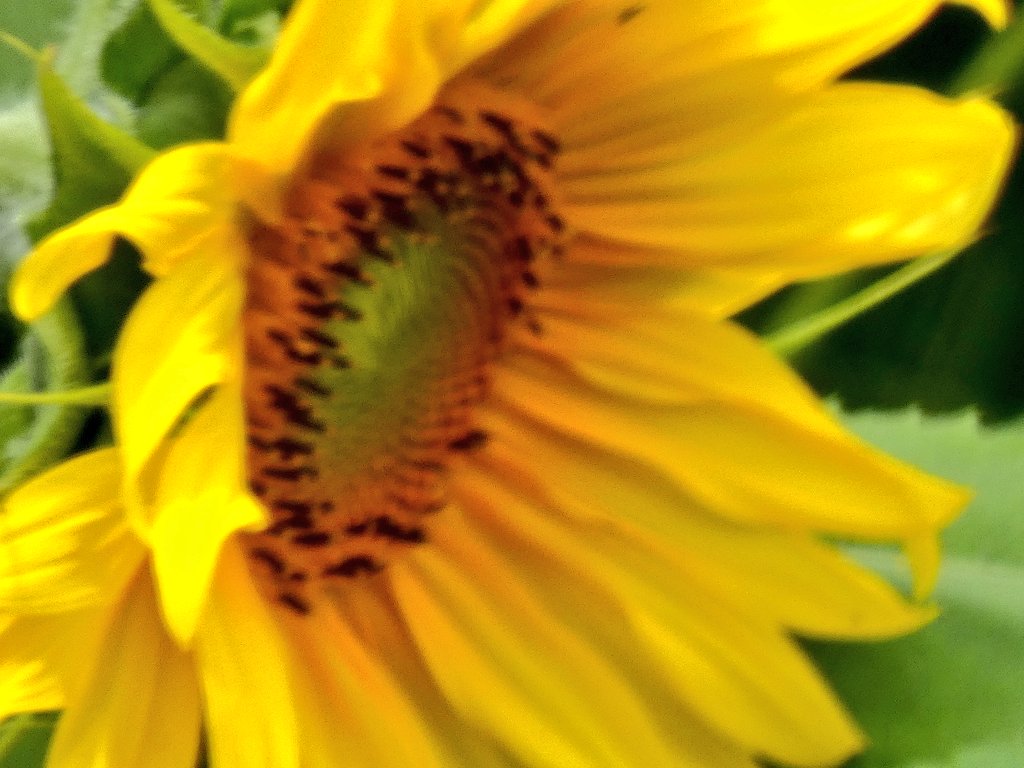 すてっぱー工場長🌻 tweet media