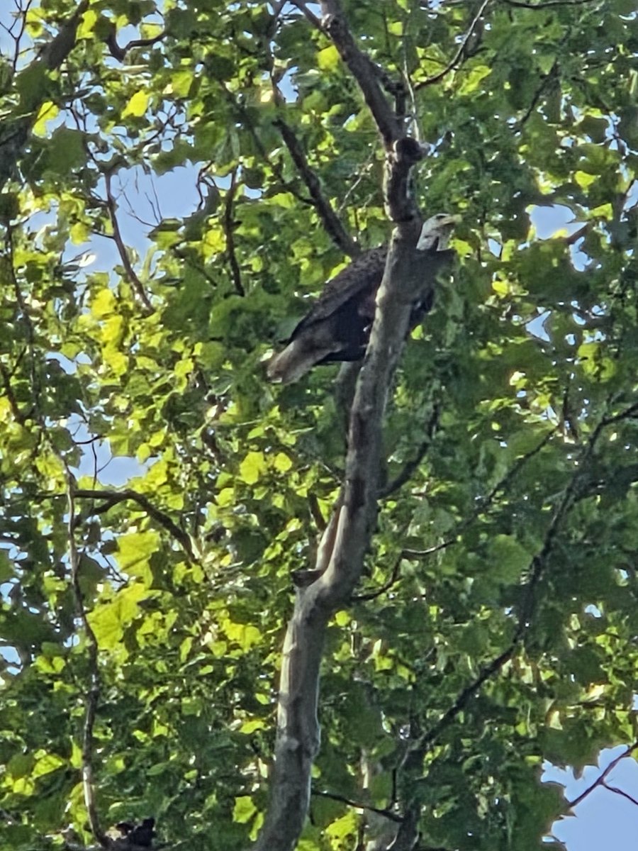 While fishing this morning, had a Bald Eagle fly right overhead and land on the tree next to me. The things that happen when you least expect it...