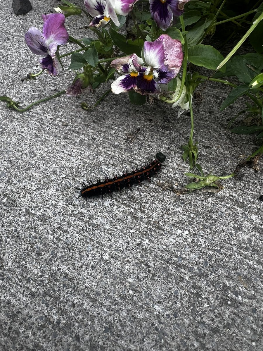 916kudo's tweet photo. スミレがめちゃ食べられてますw

某ダム
20度、月あり、雲あり、甲虫飛来なし https://t.co/RtcKaZ79b0