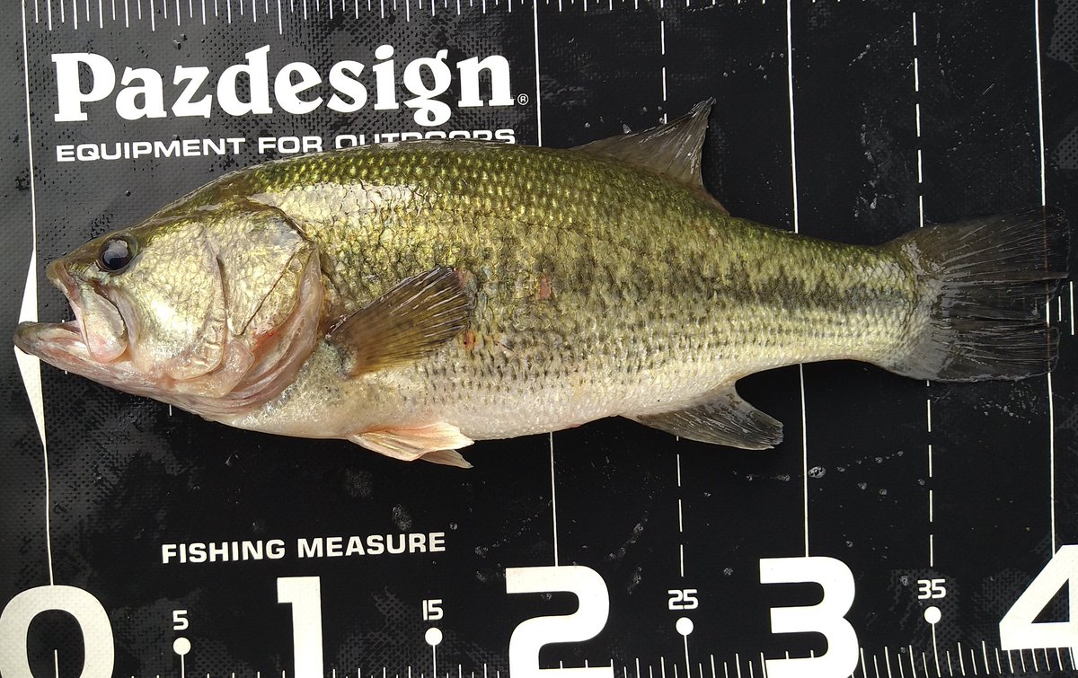昨日のGGD朝練…
4B2F
画像の魚釣ったあと45クラスをランディングするときに滑って半身浴してバラシた上にティップ折れて強制終了したのは内緒です……ww
#GGDは何か起こるw
#自然のバスクリン