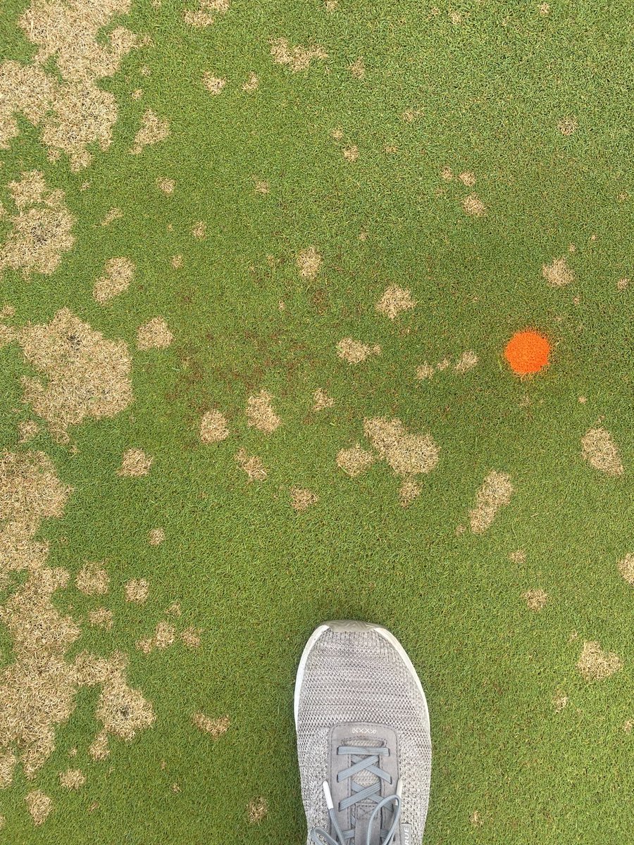 Pythium and dollar spot are quite active with all the rain and high humidity we’ve had lately. Might want to tighten up those fungicide intervals!