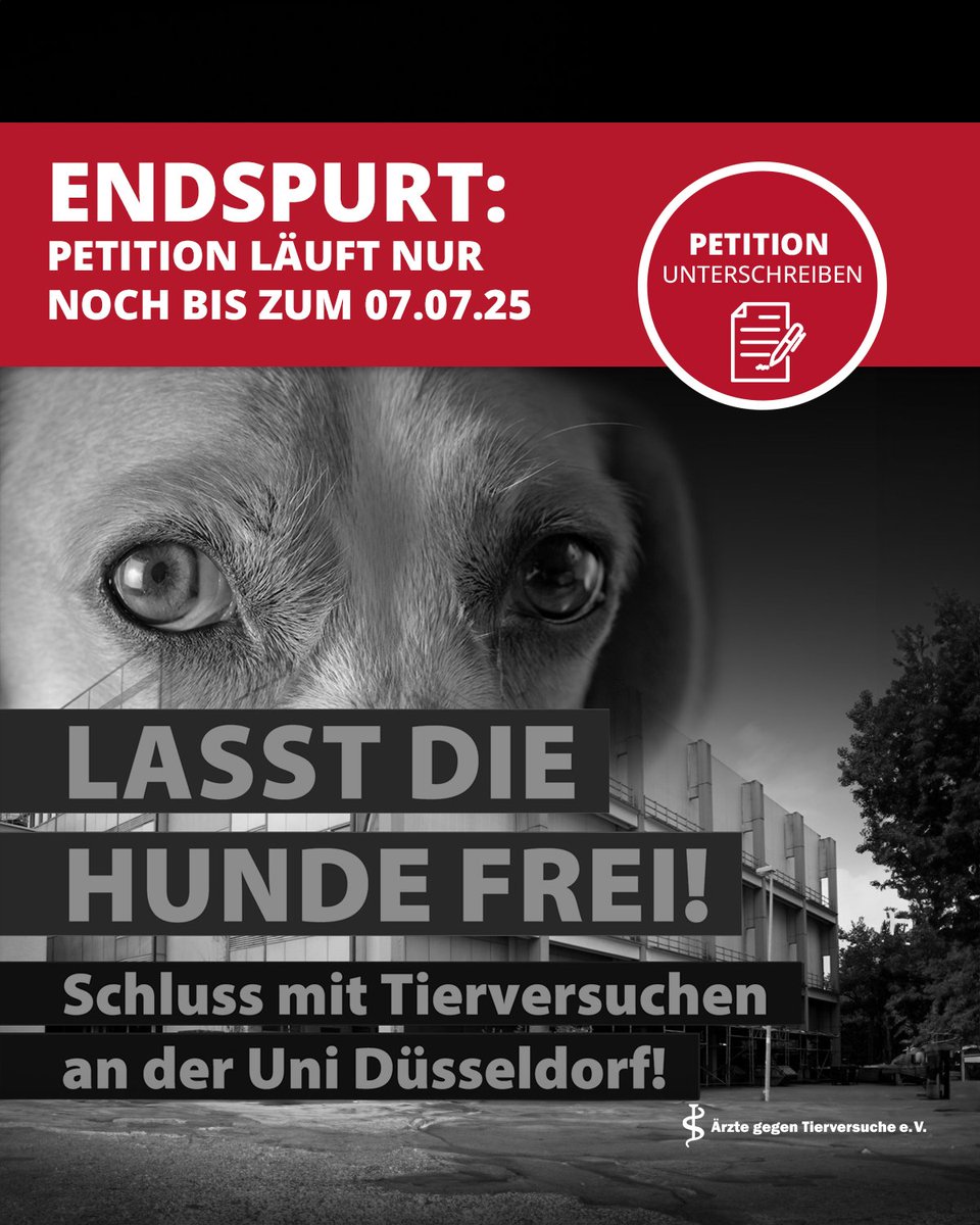 Ziel: 40.000   Unterstützer: 24034
Lasst die Hunde frei - Schluss mit Tierversuchen an der Uni Düsseldorf!
Achtung die Deadline für die Unterschriften ist der 7. Juli 25 bitte unterschreiben und überall teilen danke!
aerzte-gegen-tierversuche.de/de/helfen/akti…