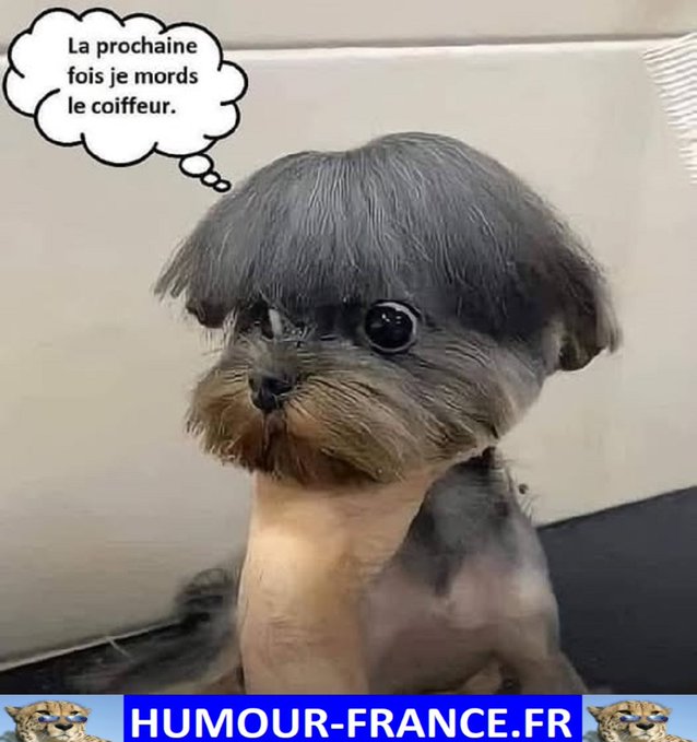 text alternatif