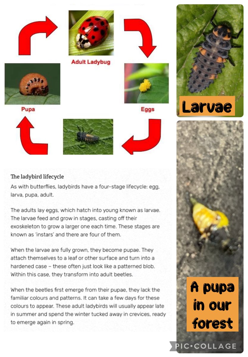 Overchurch Eco (@overchurcheco) on Twitter photo All of the children who have visited #OverchurchForestSchool have loved observing the ladybird larvae and seeing the pupae develop. #Biodiversity <a href="/EcoSchools/">Eco-Schools England</a> we hope our new forest inhabitants like their new home 💚 All of the children who have visited #OverchurchForestSchool have loved observing the ladybird larvae and seeing the pupae develop. #Biodiversity <a href="/EcoSchools/">Eco-Schools England</a> we hope our new forest inhabitants like their new home 💚