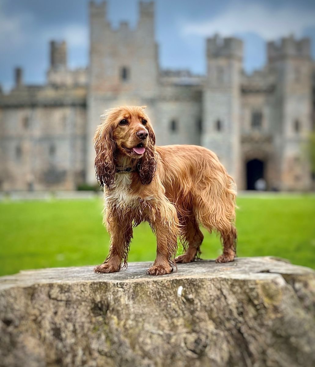 Great British Dog Walk at Raby Castle, Darlington