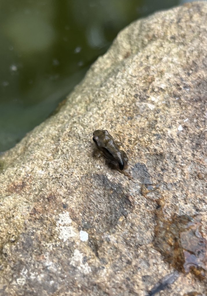 Miss Goodison🌼 tweet media