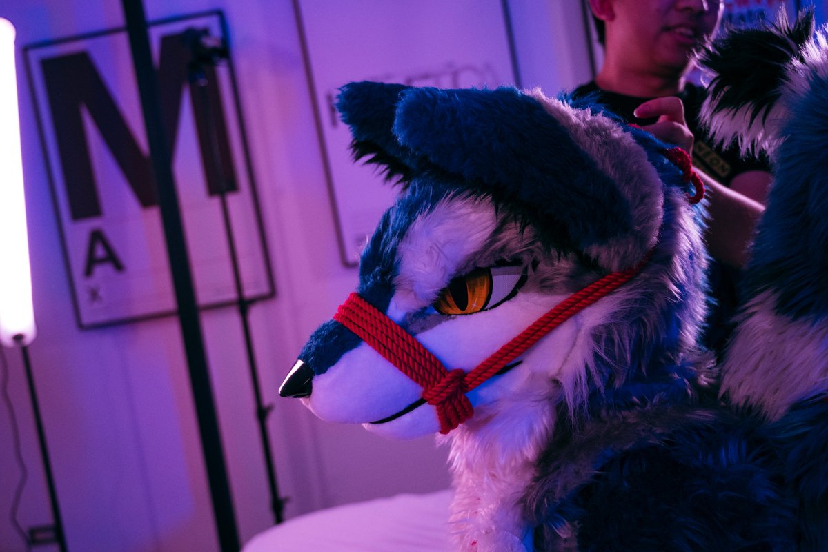 縛られた...😳💦🪢

🪢 <a href="/LamIan7044/">藍琰 LamIan</a> <a href="/tigersil37/">虎銀 Tigersil 🔜 UTFG</a>
📸 <a href="/racoonwolf/">Rac'n 🐾 UTFG</a> 

#FursuitFriday 
#犬工房