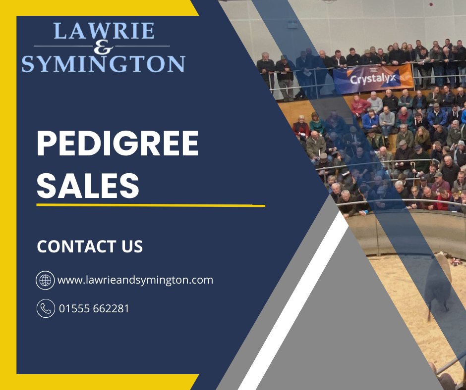 WEDNESDAY 16TH JULY 2025

SHOW &amp; SALE OF DORSET SHEEP
(On behalf of The Scottish Dorset Breeders Club)
<a href="/dorsetsheepsoc/">Poll Dorset Horn Soc</a> 

Entries Close: 2nd July at strictly 12noon
NO LATE ENTRIES ACCEPTED

Entry Form(s): Entry Forms – Lawrie and Symington