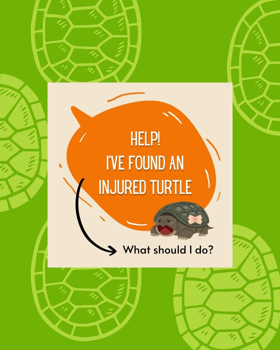 SEPARC's tweet photo. Ohana means family and family means no turtle gets left behind when it's injured ๐ #WildTurtleWeek #EverTurtleCounts #SEPARC #ReptileConservation https://t.co/By5M5CxKrN