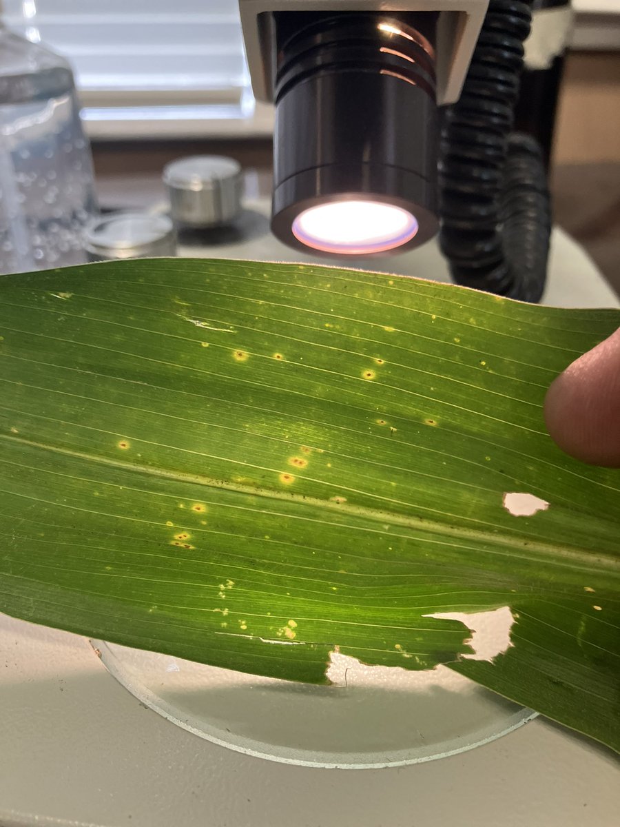 bobkemerait's tweet image. And just like that. Wayne Co in southeastern Georgia positive for southern corn rust. Thanks to John Beasley and his team for cooperation with Mark Frye UGA Extension
