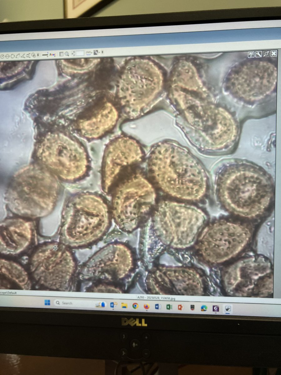 bobkemerait's tweet image. And just like that. Wayne Co in southeastern Georgia positive for southern corn rust. Thanks to John Beasley and his team for cooperation with Mark Frye UGA Extension