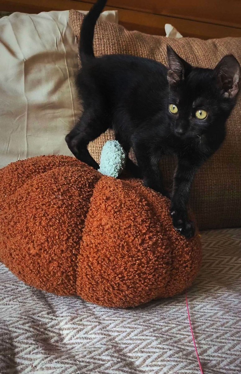 Яouz Vega tweet media