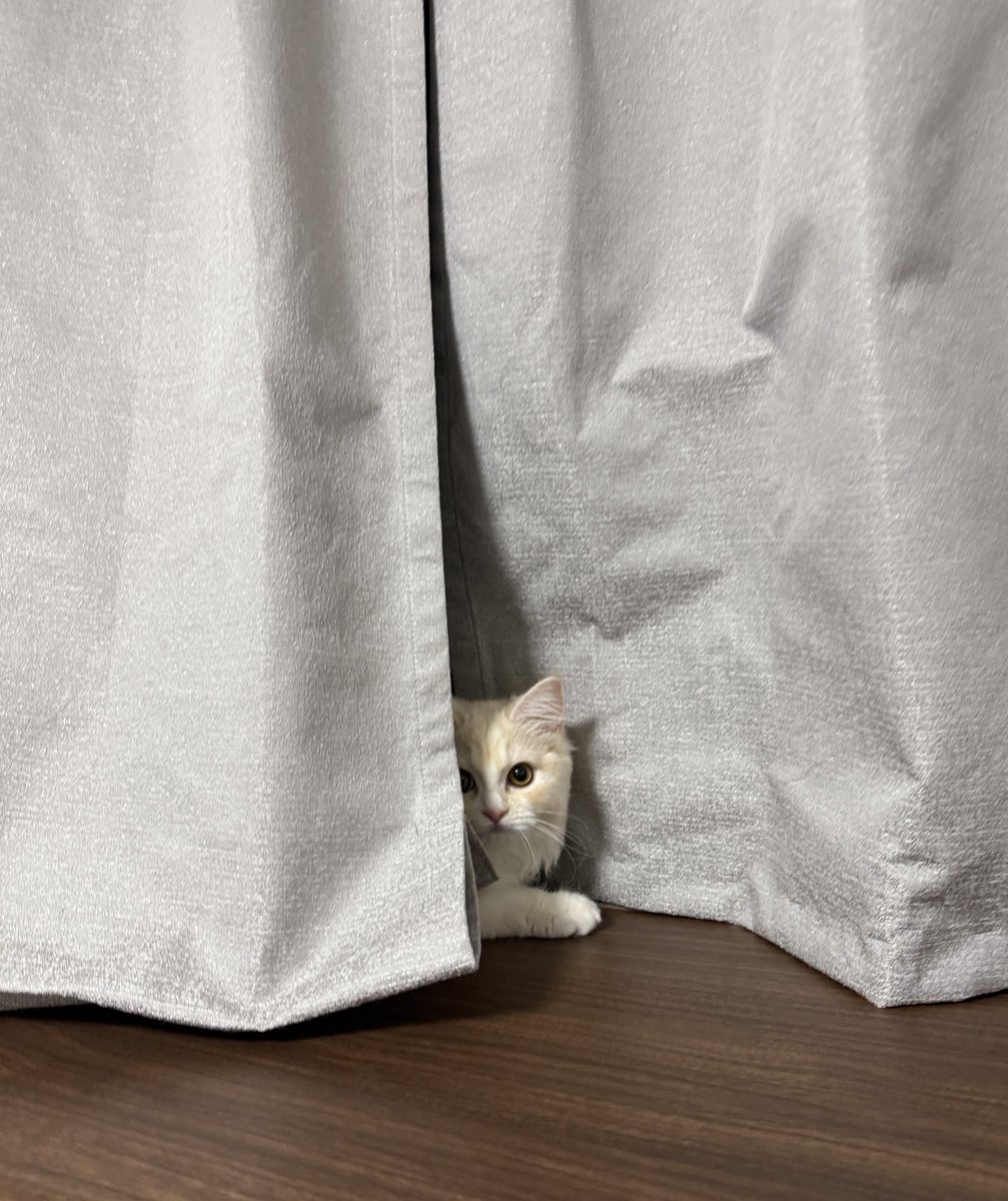 temaribrit's tweet photo. シャイニング…？
#猫のいる暮らし #猫 #Cat https://t.co/FSmJ1GQA3n
