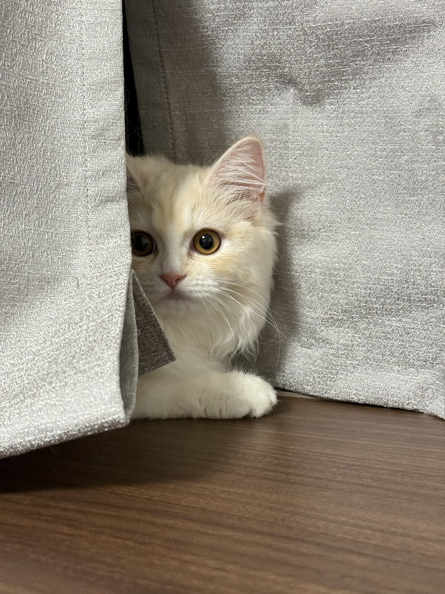temaribrit's tweet photo. シャイニング…？
#猫のいる暮らし #猫 #Cat https://t.co/FSmJ1GQA3n
