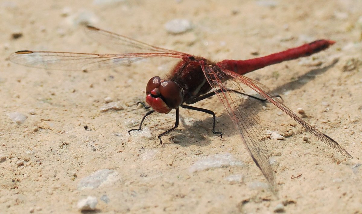 Chris Atkin tweet media