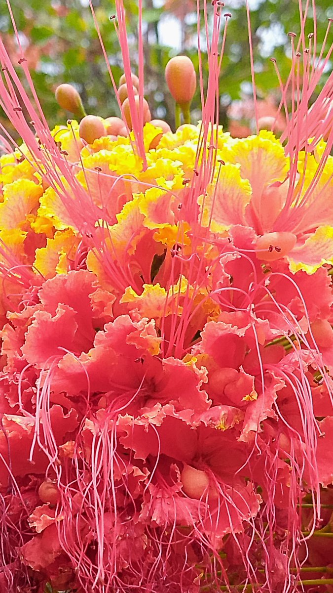 📸 #fotografia En el Solar , Imágenes para la Tranquilidad y Sencillez #colores #contrastes #imagenes