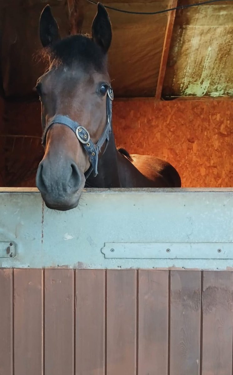 knockcross's tweet photo. 2 winners in 3 days for Knockcross Stud #forevermylove #americanstate https://t.co/6UOULhD4gt