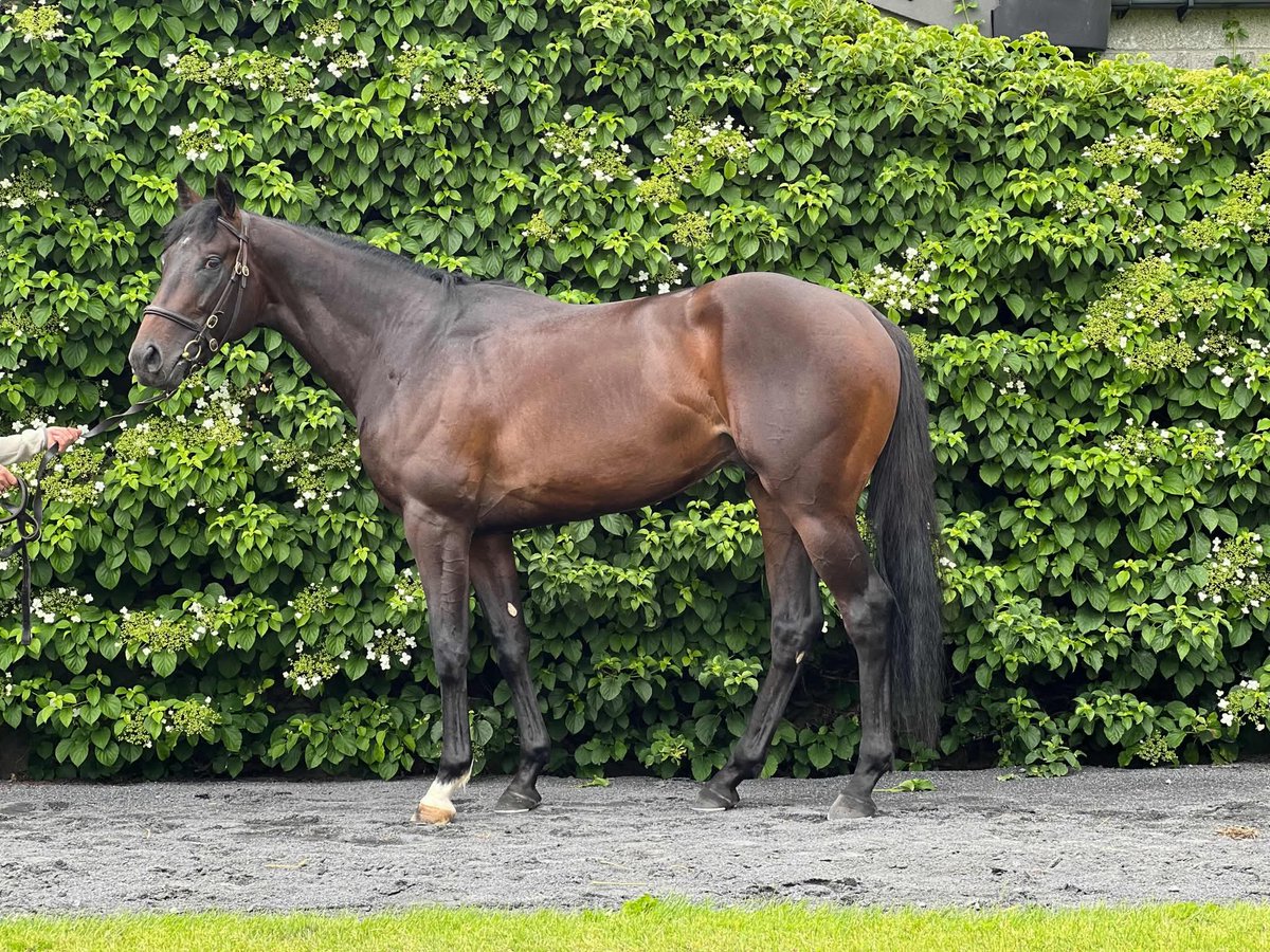 knockcross's tweet photo. 2 winners in 3 days for Knockcross Stud #forevermylove #americanstate https://t.co/6UOULhD4gt