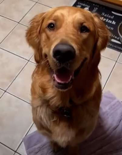 GoldenRatioOTD's tweet photo. 12/6/22 On this day: Welcome home Nacho! 18 month old Nacho joins the squad after being turned over to the vet for euthanasia for a knee problem and some allergies. Nacho reached the squad after a 2800 mile journey helped out by friends of the squad on #OperationNachoRun! https://t.co/zyU1h6K5BS