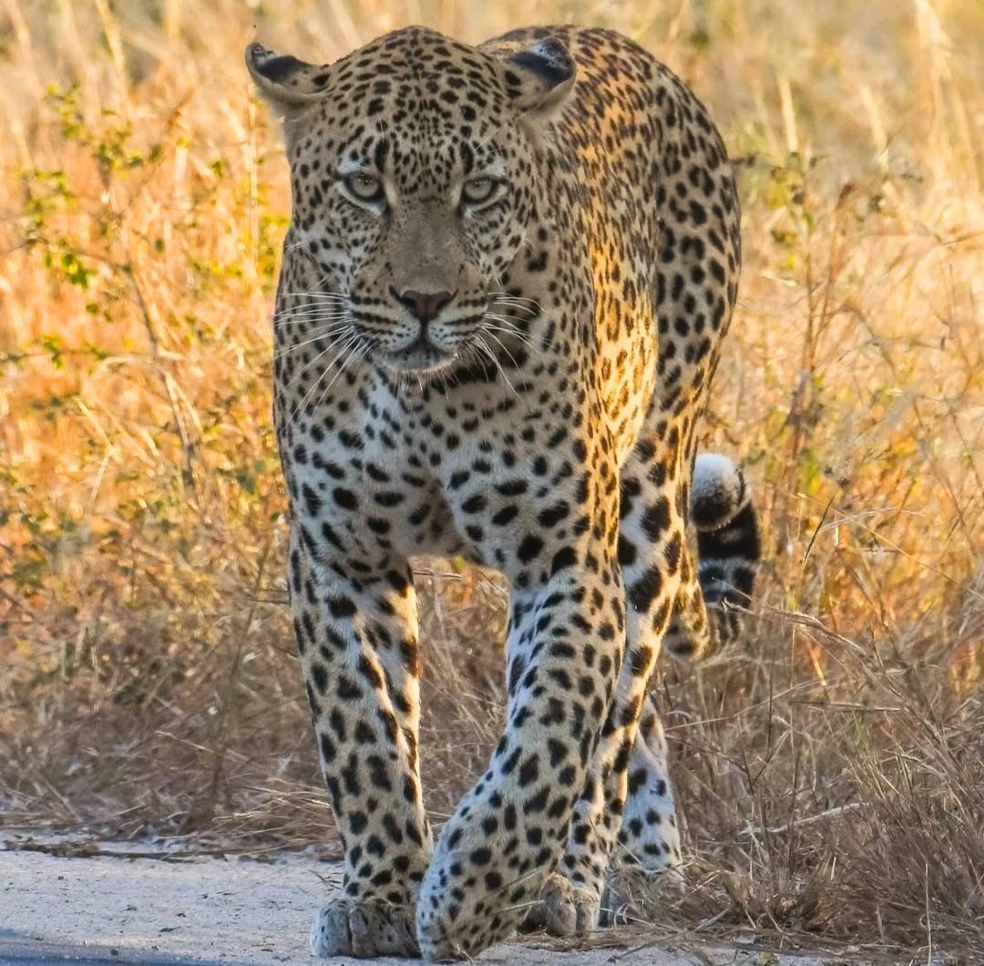 RIP Nhenhe 💔💔💔Our precious wildlife is killed by the people who should protect them💔💔💔 #MoneyTalks&amp;BullSh.tWalks