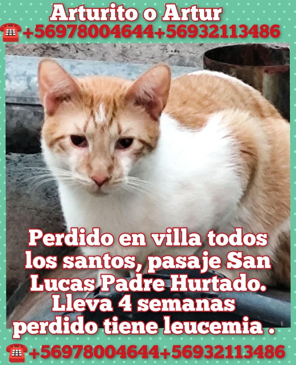 Buscan a Arturito perdido en pasaje San lucas, villa Todos los santos, comuna de Padre Hurtado. Es un gatito leucémico. No sabe andar en la calle, es muy huraño y le teme a la gente. Si alguien lo ve, por favor avisar a cualquier número en la foto. Favor RT!
#PadreHurtado