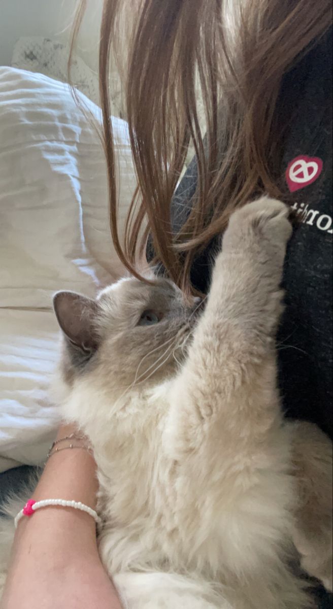 janet1f8's tweet photo. When your cat decides your hair is their new favorite toy. 🐾💇‍♀️ https://t.co/zCJXI2idf2