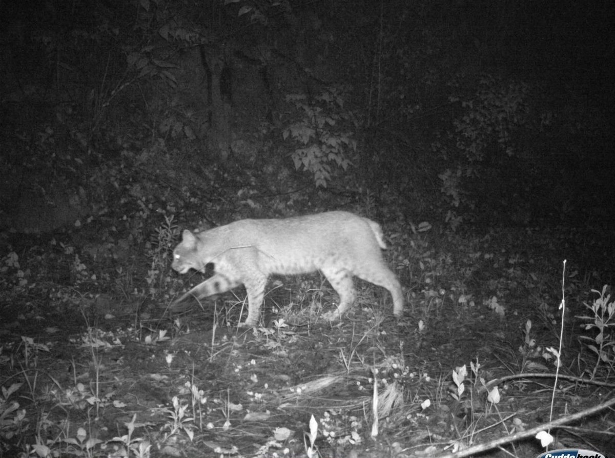 📸 ¡Mira quién apareció!
El gato montés (Lynx rufus), habitante de los ecosistemas de Jalisco, fue captado por una cámara trampa en el Paisaje Biocultural de la Sierra Occidental de Jalisco.
Su presencia nos recuerda la importancia de conservar su hábitat. 🌿