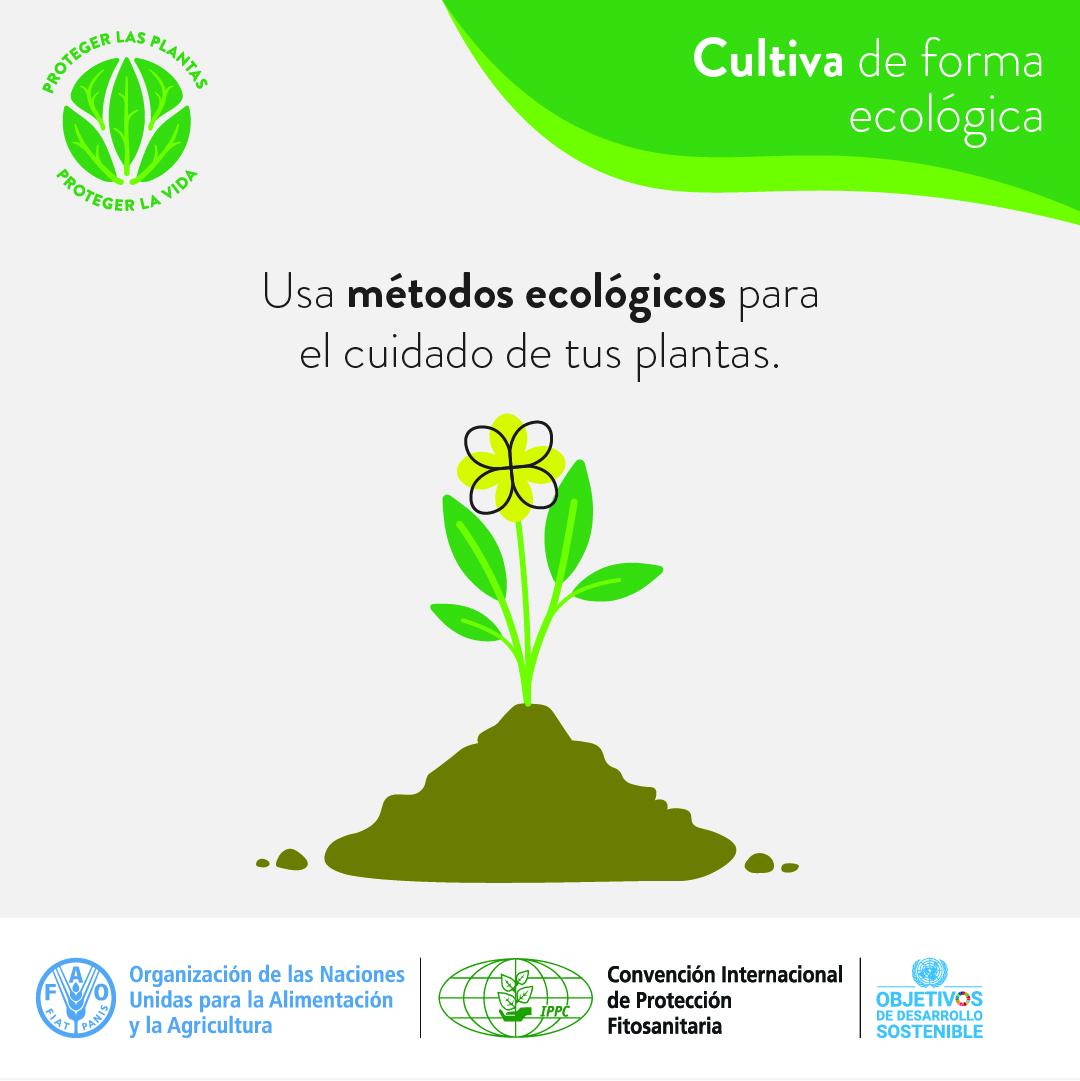 🌿👩🏽‍🌾 ¡Cultiva con conciencia!

Usar métodos ecológicos protege tus plantas, la salud y el ambiente.

Menos plaguicidas, más vida 🌎

🔗fao.org/americas/event…
 #SanidadVegetal