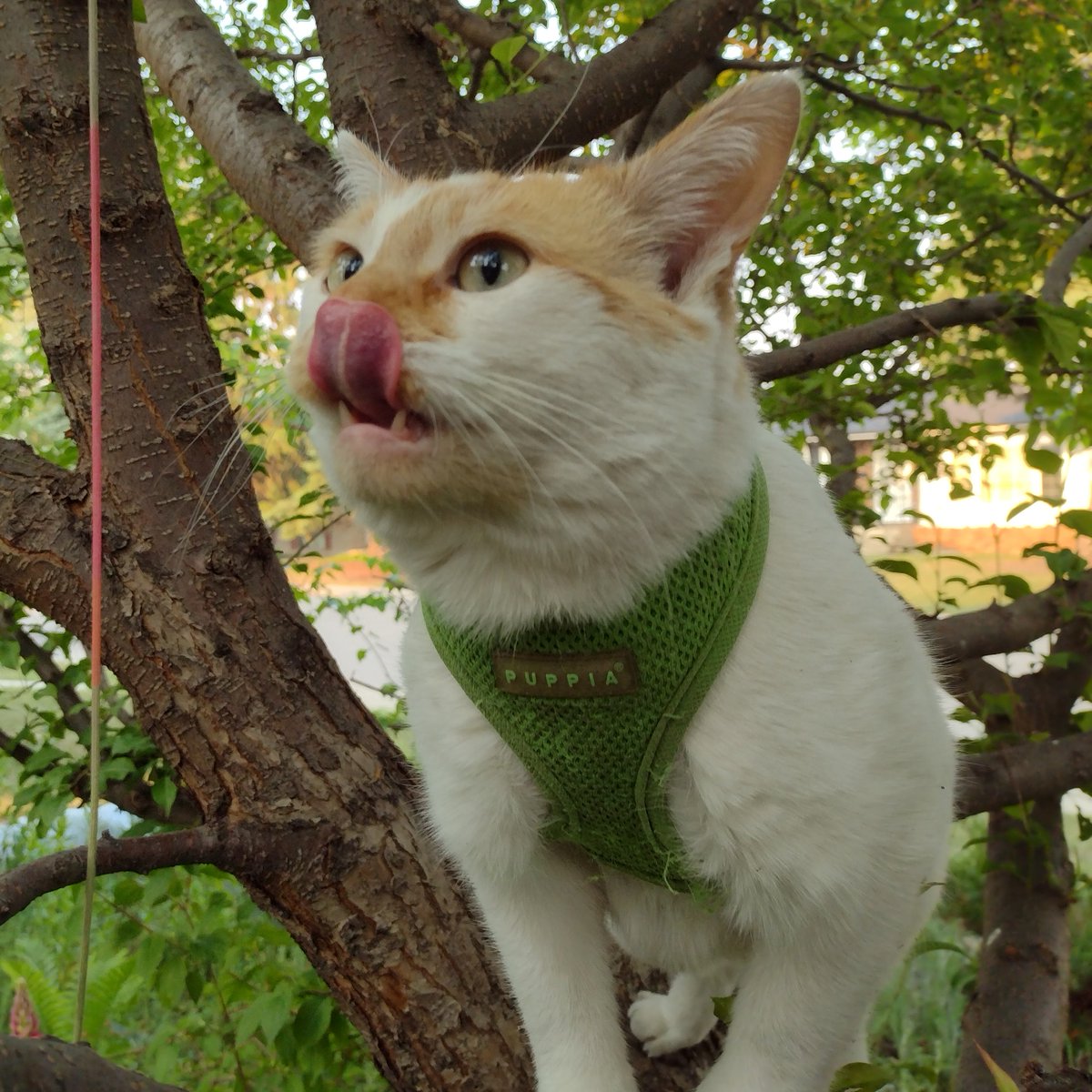 Figgy climes up in da twee
I ses Figgy, wait for me!
I climes up and he climes mor
He sings a song wile I go RAWRR!

#CheddarPoetry #InDaTwee