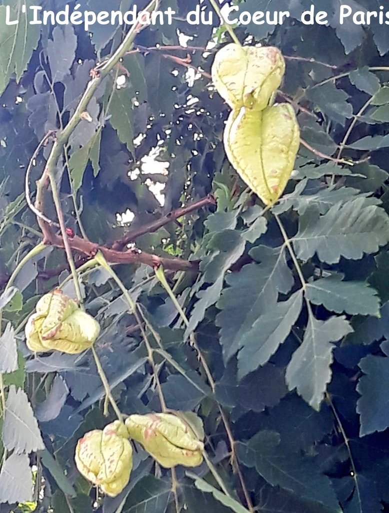 <a href="/mcArrighi/">Marie-Catherine Arrighi🪶🌳</a> <a href="/QsB75/">Quentin Divernois</a> <a href="/ArielWeilT/">Ariel Weil</a> <a href="/aurelien_veron/">Aurélien Véron</a> <a href="/FigueroaParisC/">Martine Figueroa</a> <a href="/McDoucere/">Marie-Caroline Douceré</a> <a href="/benjaminrandow/">Benjamin Randow</a> <a href="/fred_manfrin/">Frédéric Manfrin</a> <a href="/janviertoscan/">Gennaro Toscano</a> <a href="/karen_taieb/">Karen Taieb</a> <a href="/SylvainMaillard/">Sylvain Maillard</a> <a href="/ProtectionArbre/">Protection Arbres et Faune - PAF</a> Oui j ai aussi écrit un article à ce sujet ! ==> …ndependantducoeurdeparis.blogspot.com/2020/08/mmcxci…