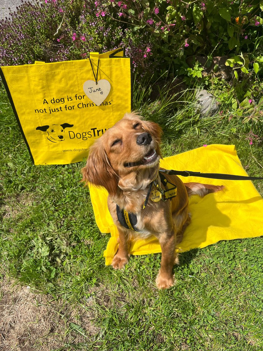 DT_Cumbria's tweet image. Oh June you are the smiliest smiley spaniel! Adoption day photo of the year! #foreverhome #spaniel @DogsTrust