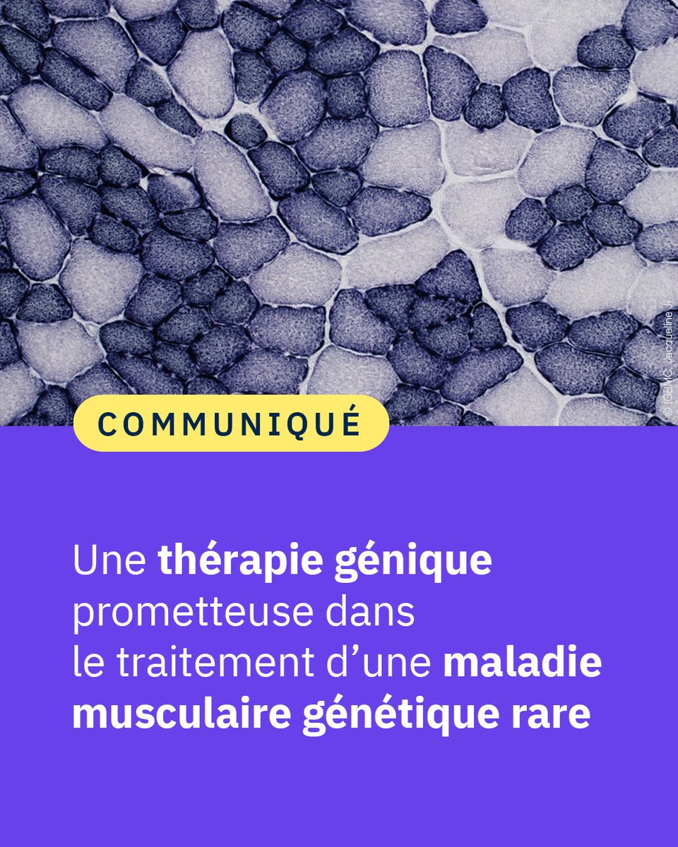 #Communiqué 🗞️ Des scientifiques ont réalisé une avancée majeure dans le traitement d’une maladie musculaire génétique grave pour laquelle il n'existe actuellement aucune thérapie, la myopathie centronucléaire liée à la mutation du gène BIN1.

👉 cnrs.fr/fr/presse/une-…