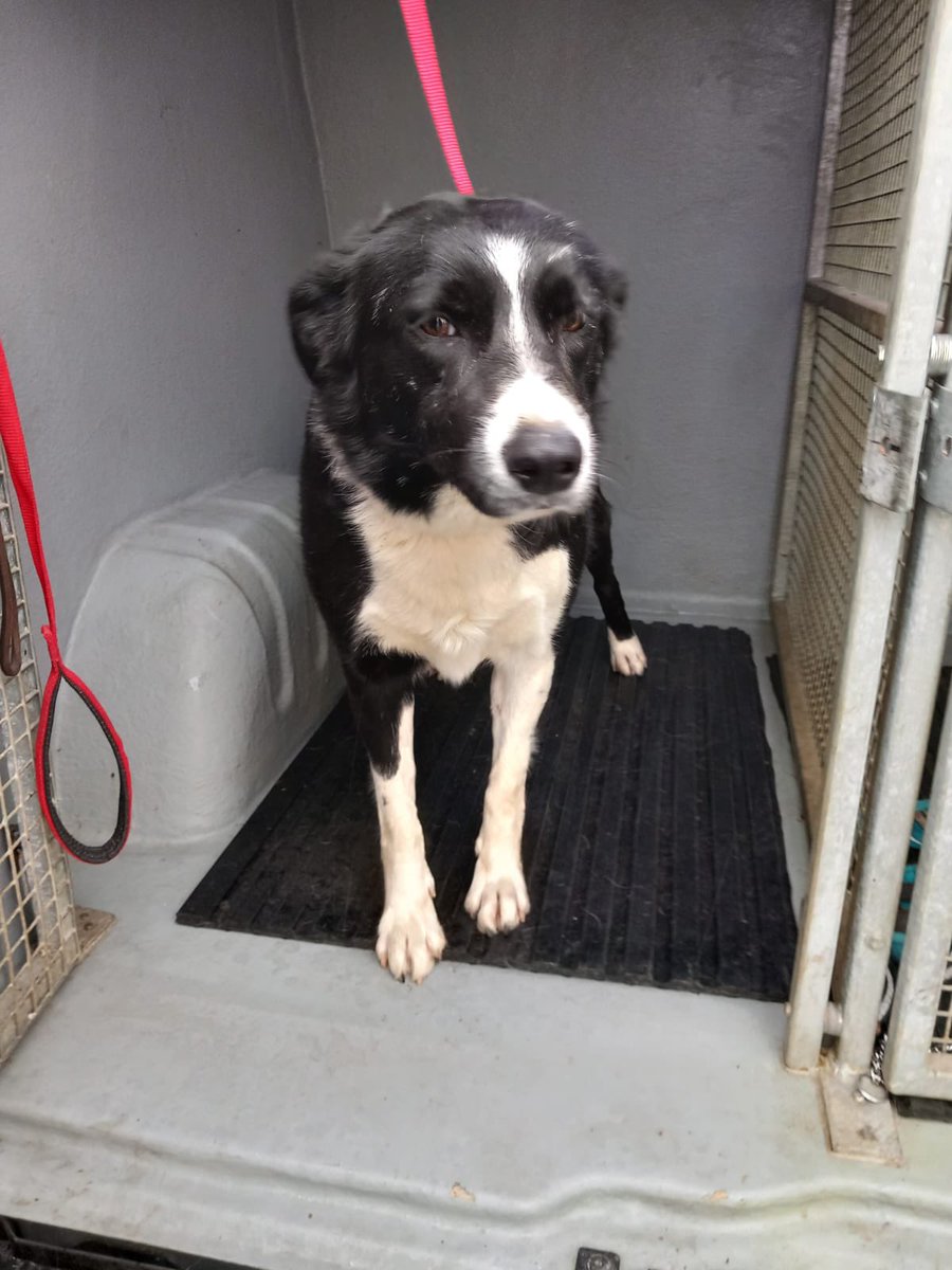 Female Collie found today 12.06.25 on the Donagheady Road area of Strabane. 🐶🦮🐾🦴 

Owner can claim by contacting the Dog control service on 028 71 253 253 or on OOH - 📞07734 128096.

Proof of ownership is required. 

For more info visit:  bit.ly/3vuSmGp