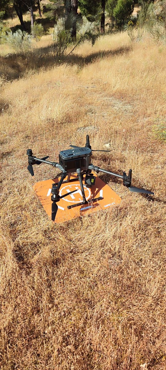 MndzMery's tweet image. Today we received our #colleagues from @UniHuelva @jvazquezpique to fly various #drones in our #oldgrowth #forest 🌲of #Pinuspinea from @oldpine17 #project. 🧵 1 of 2. @rafacalama2 @INIA_es @CSIC @CSICdivulga #research #DINAMO #MFE