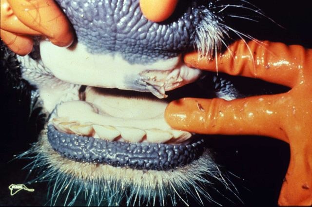 🦠🧬🐂 #FMD : le séquençage de la souche du virus de la fièvre aphteuse qui a touché la Hongrie et la Slovaquie prouve qu'il s'agit d'une seule introduction du virus.
Elle est très liée aux virus du Pakistan 2017 et 2018 et de Turquie en 2024

ow.ly/Ly9U50W85xS