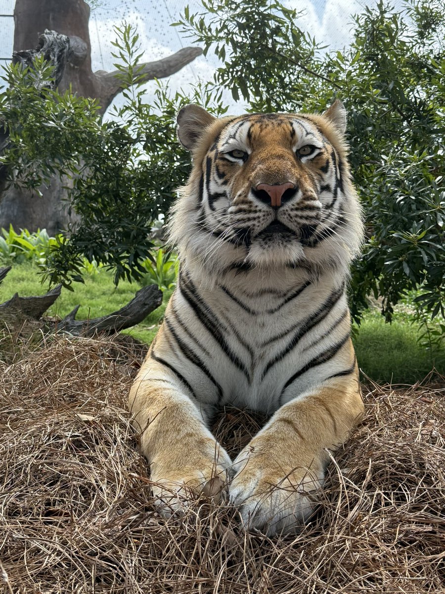 Mike the Tiger: Making the LSU campus even more beautiful