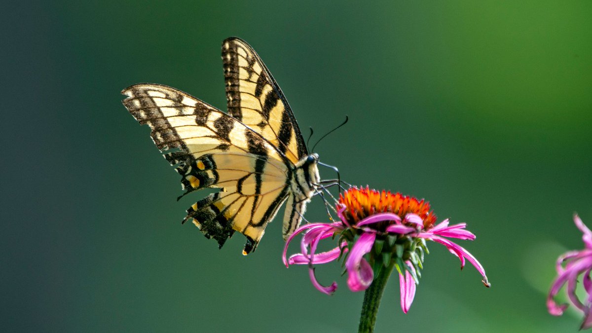 Southeast CASC (@se_casc) on Twitter photo 🦋 Researchers from SE CASC and <a href="/UTKnoxville/">UT Knoxville</a> have released 2 data sets around their work to integrate #ClimateChange into State Wildlife Action Plans.
🔍 Learn more about their research and check out the datasets: secasc.ncsu.edu/2025/06/06/dat… 🦋 Researchers from SE CASC and <a href="/UTKnoxville/">UT Knoxville</a> have released 2 data sets around their work to integrate #ClimateChange into State Wildlife Action Plans.
🔍 Learn more about their research and check out the datasets: secasc.ncsu.edu/2025/06/06/dat…