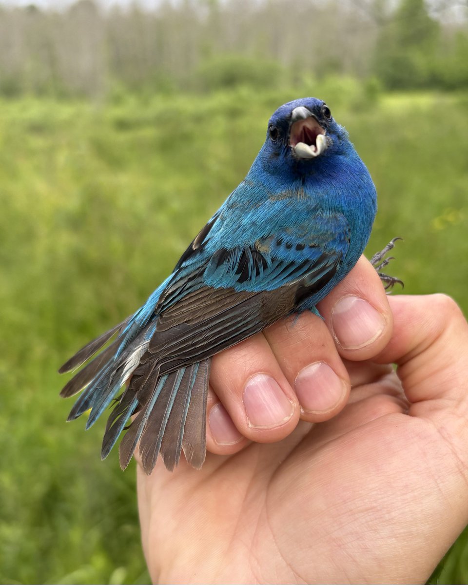 “Hey, I’m flyin’ here!” -this Indigo Bunting, probably